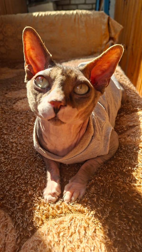 Sphynx cat in sweater photographed on rug in Belarus