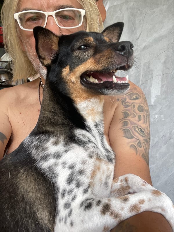 Person and German Shepherd share quiet morning moments in Vietnam