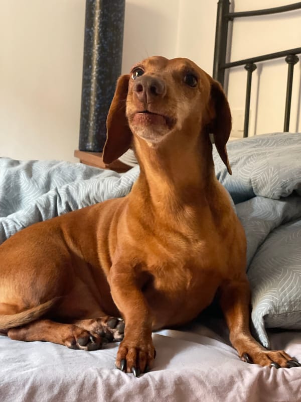 Dachshund's lazy June evening in a La Línea apartment