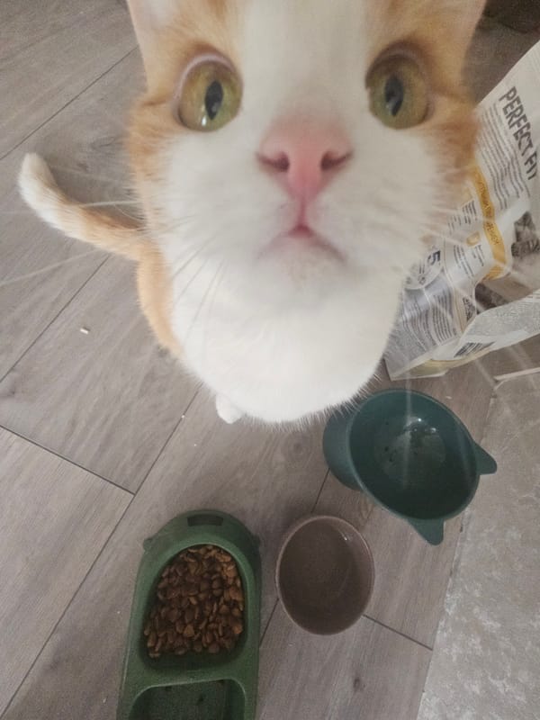 Ginger cat at home in a Tosno residential neighborhood