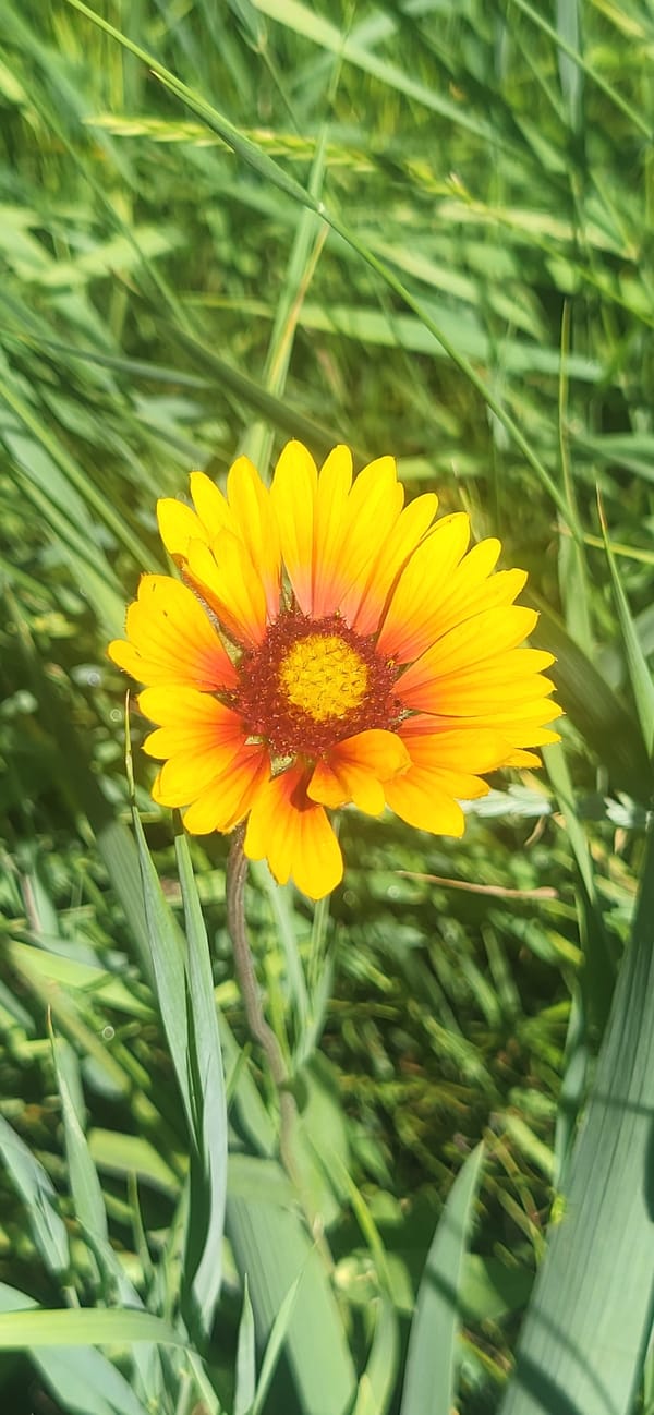 Garden macro photography and quiet morning scenes in Tetianivka