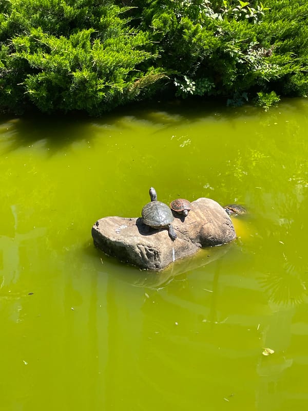 Morning visit to Japanese garden in Sochi captured by witnesses