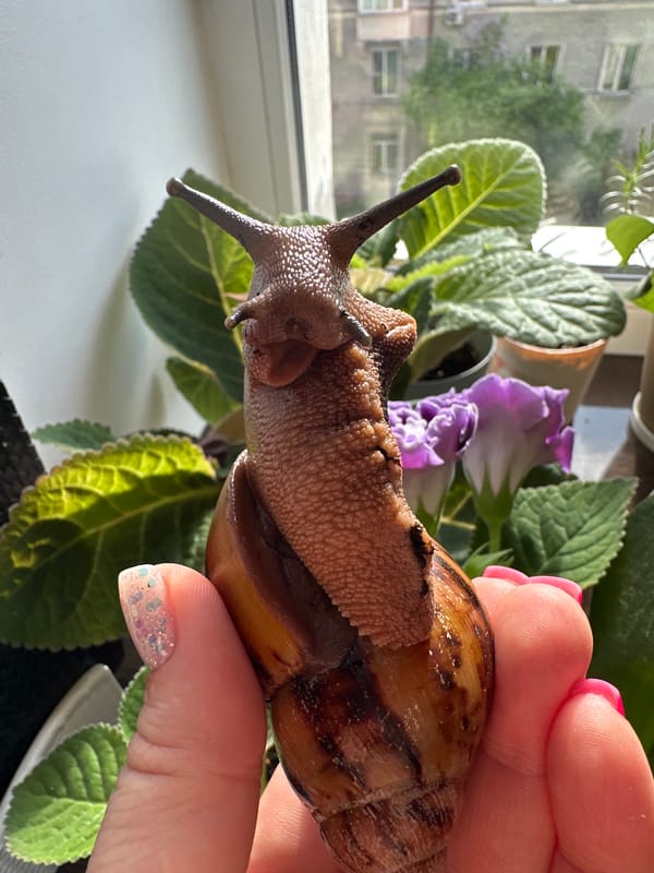 Pet owner handles giant snail, budgerigars in Omsk home