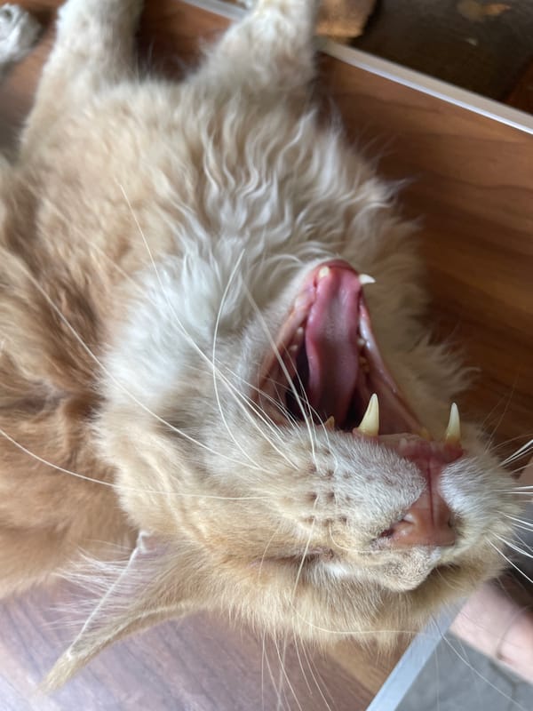 Morning cat photography session documented in Almaty, Kazakhstan
