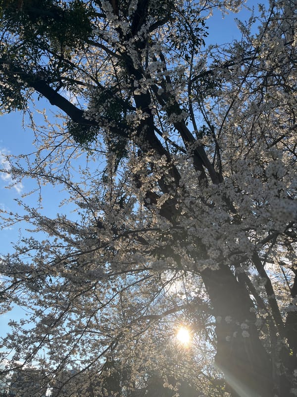 Spring blossoms and war memorial documented in Dobrich, Bulgaria