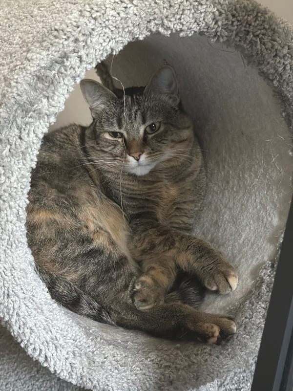 Tabby cat fully relaxed in a cozy gray cat bed
