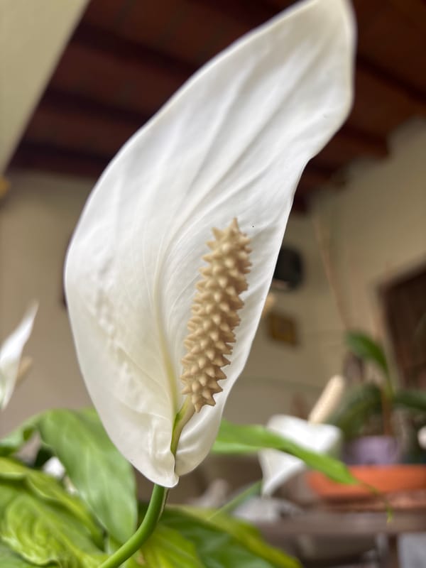 Small pets spotted grazing and resting in Cuernavaca