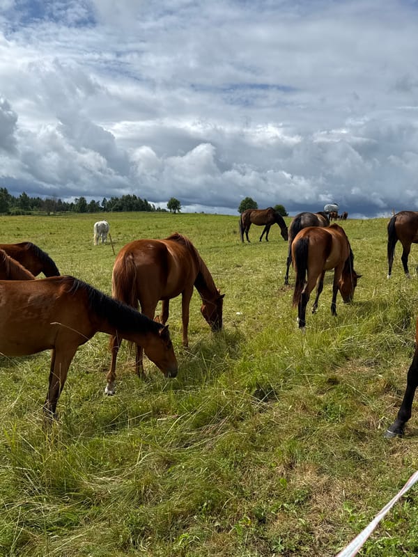 Horses graze and roll in Lithuanian pastures on a cloudy morning.