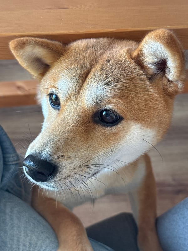 Woman and Shiba Inu enjoy spring afternoon in Carnikava