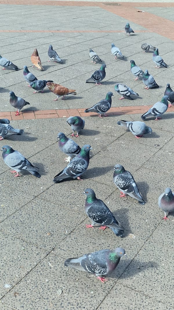 Pigeons gather on Berlin street pavement