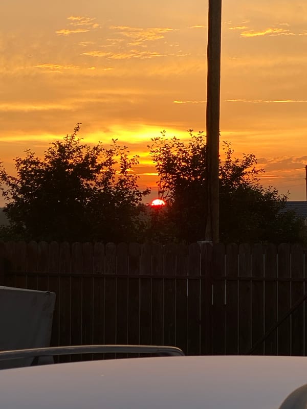 Sunset through silhouetted trees, shot from two angles