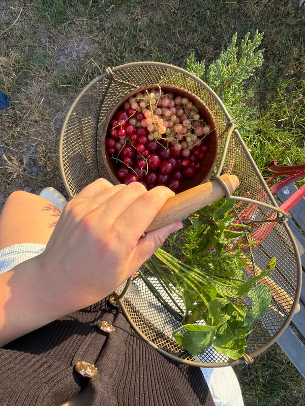 Garden harvest and a Corgi in rural Germany