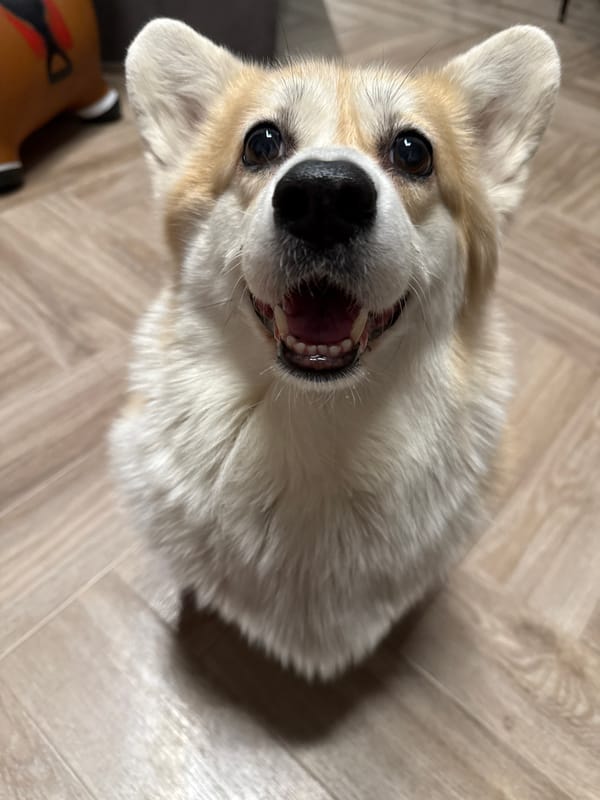 Corgi photographed multiple times indoors in Krasnoyarsk apartment