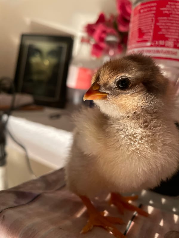 Baby chicks documented in indoor brooder in Zlatograd, Bulgaria