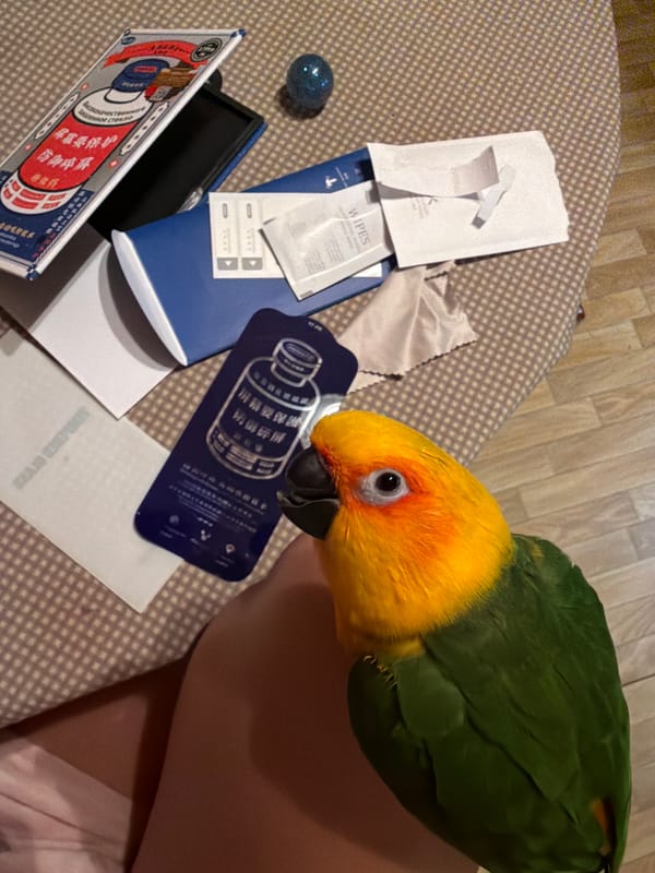 Sun Conure parrot plays on checkered surface