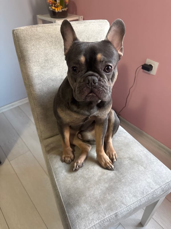 Train journey with French Bulldog documented in Burgas, Bulgaria