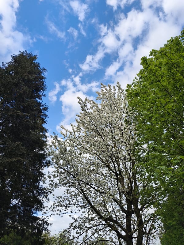 Spring blooms and partly cloudy skies observed in Diepholz