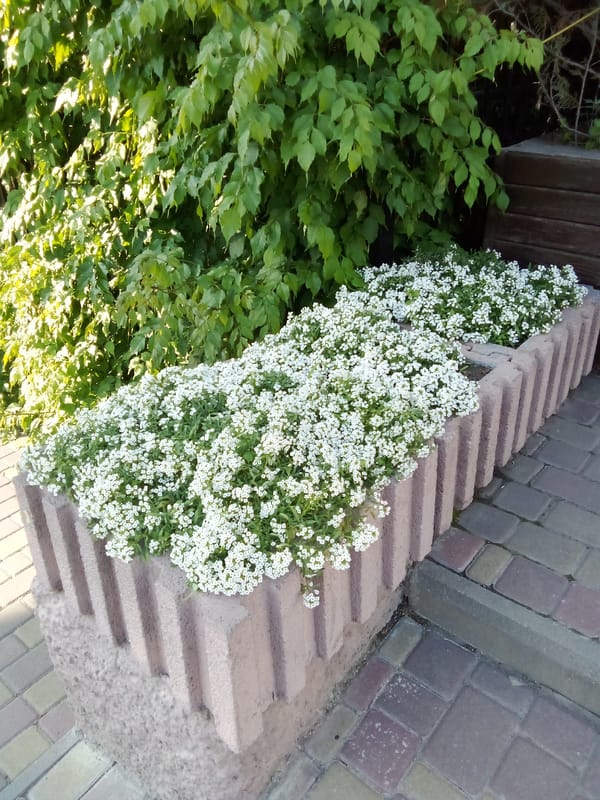 Zhmerynka's parks and streets in full summer bloom