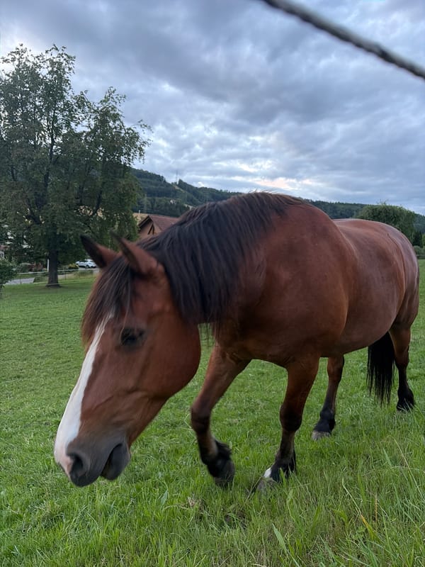 Brown horse feeds from hand in Swiss field