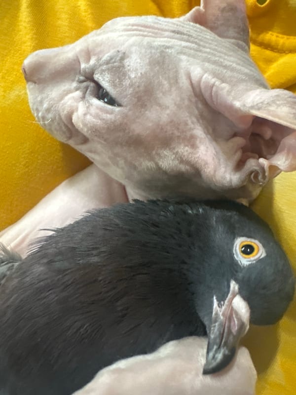 Sphynx cat and pet pigeon share a home in Togliatti