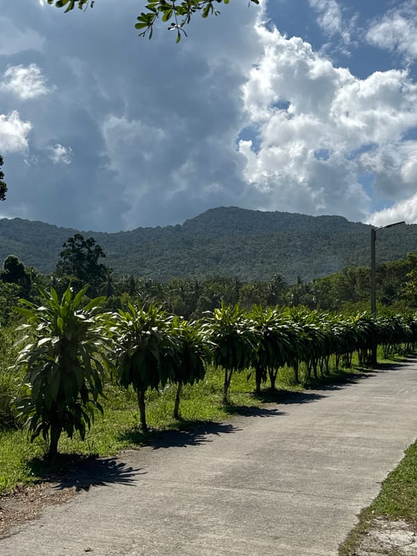 Observer documents rural Ko Pha Ngan landscapes and wildlife
