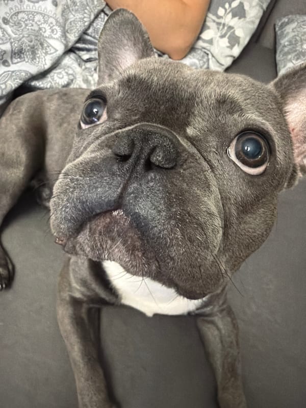 French Bulldog Photo Session Captured in Ruse Bulgaria