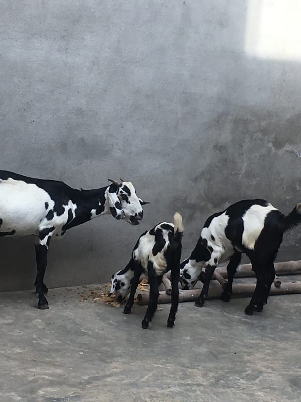 Goats spotted in indoor spaces in Karamsar, Pakistan