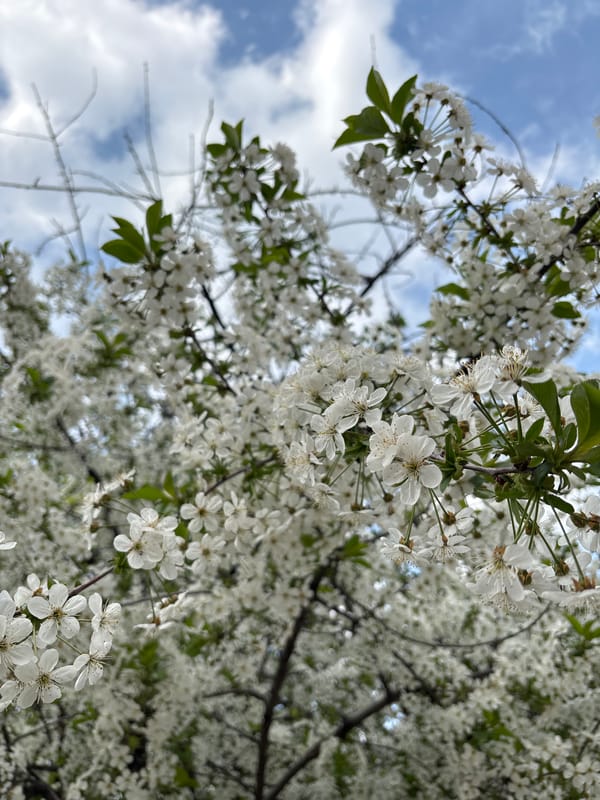 Cherry tree blooms captured in Karlovo, Bulgaria
