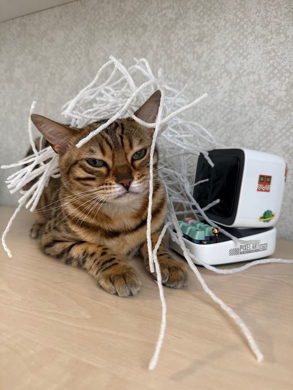 Bengal cats spotted in various indoor locations