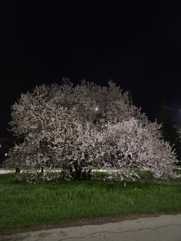 Evening scenes captured in Pleven: blooming trees, children, park dog