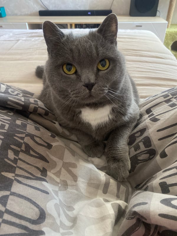 Cat rests on bed in Izhevsk home