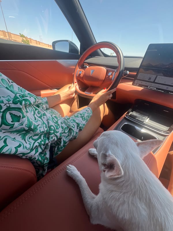 Chihuahua rides shotgun in a Sharm El Sheikh car