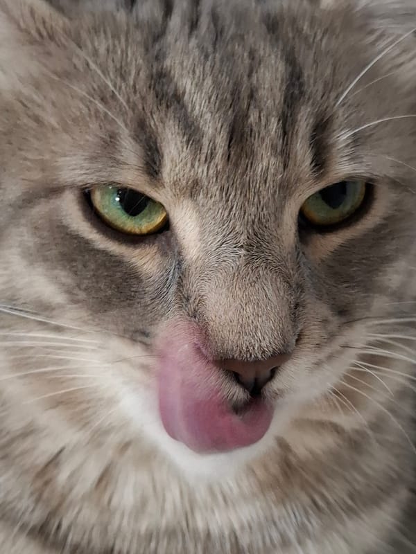 Gray tabby cat photographed in close-up session in Novi Sad