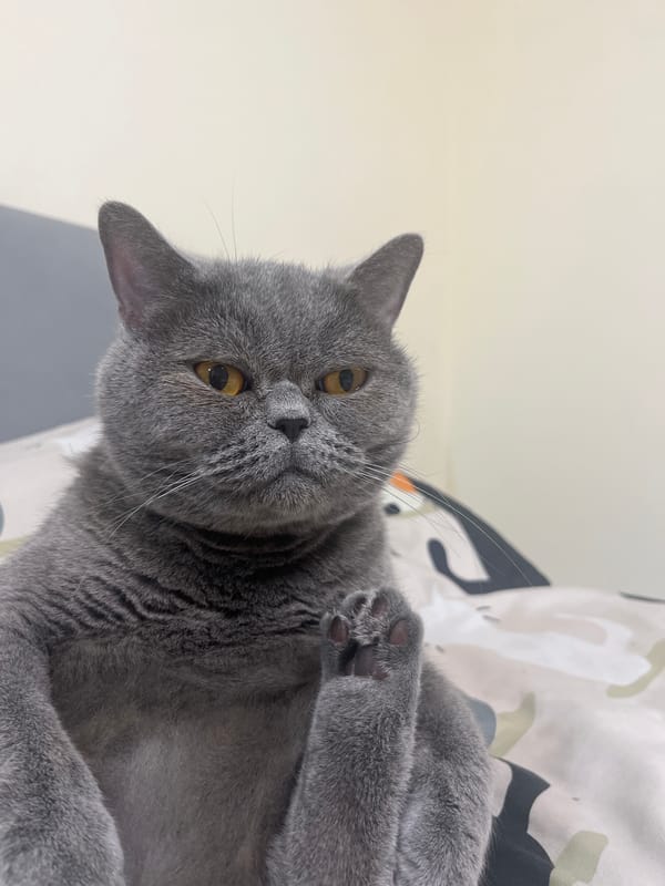 British Shorthair cat relaxing on patterned beds in Saint Petersburg