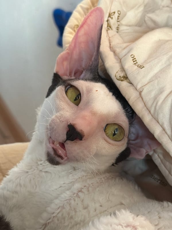 Cornish Rex cat posed with a Spanish flag in Yekaterinburg