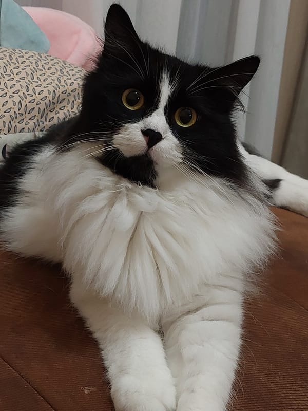 Plovdiv resident documents afternoon with fluffy cat companion