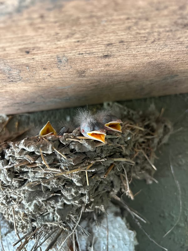 Swallow chicks await feeding in nest in Milkovitsa, Bulgaria