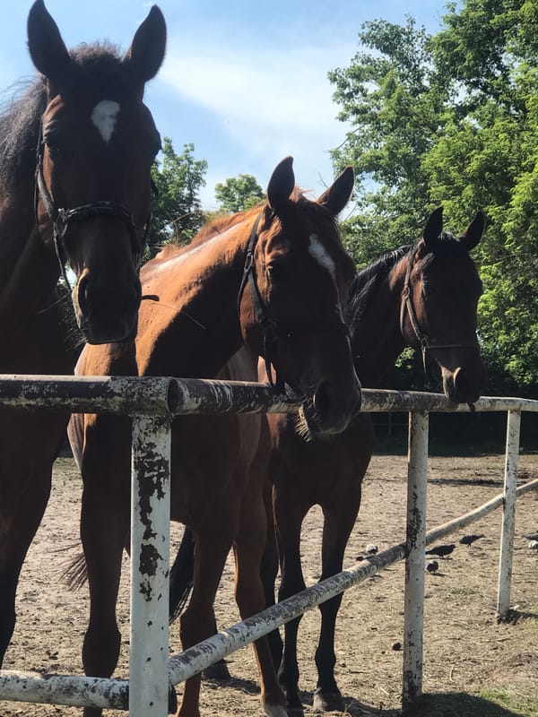 Three horses spotted in outdoor enclosure in Kharkiv