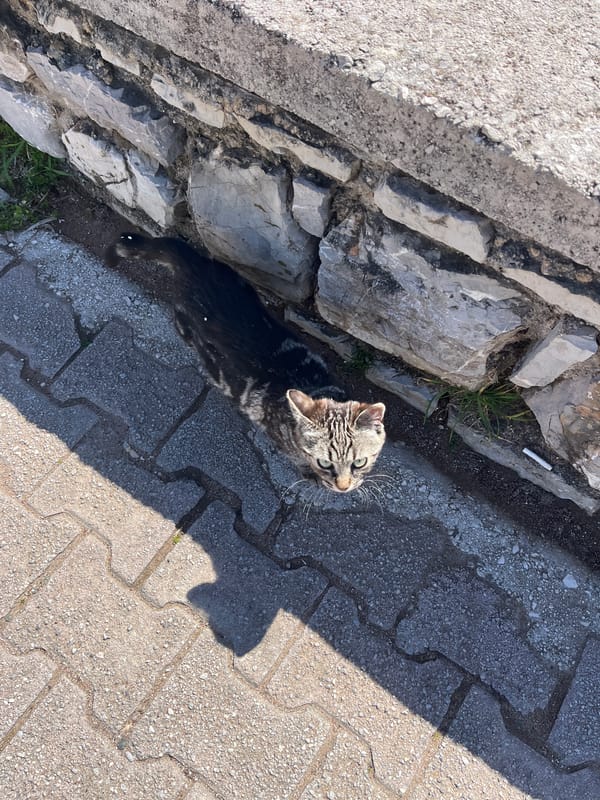 Tabby cat spotted near stone wall in Boreti, Montenegro