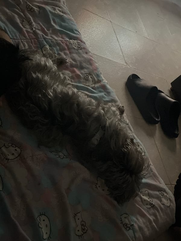 Small fluffy dog spotted indoors during nighttime hours