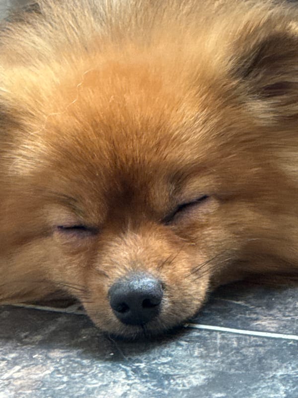 Dogs napping and metro life at Khimki, Russia