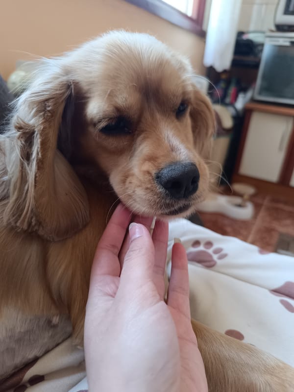 Golden spaniel enjoys quiet morning moment in Pleven home