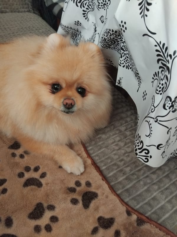 Pomeranian dog rests on blankets and patio in Apriltsi