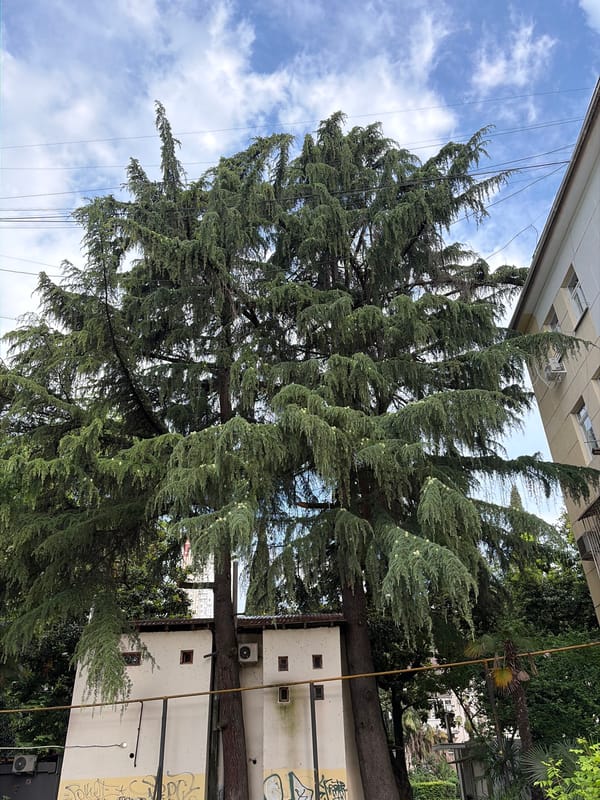 Subtropical greenery and park life in a Sochi neighborhood