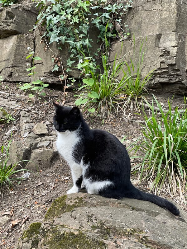 Tuxedo cat spotted near wooden cabin in Tbilisi