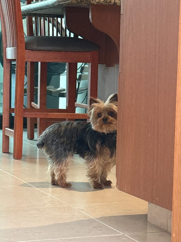 Yorkshire Terrier spotted in indoor domestic setting in Mexico
