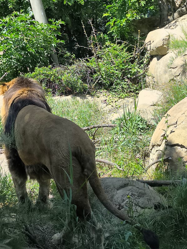 Vienna zoo visitors document diverse wildlife during morning visit