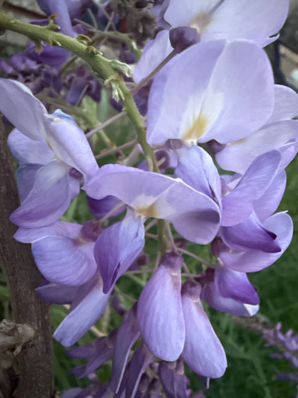 Spring scenes and urban life documented in Alanya