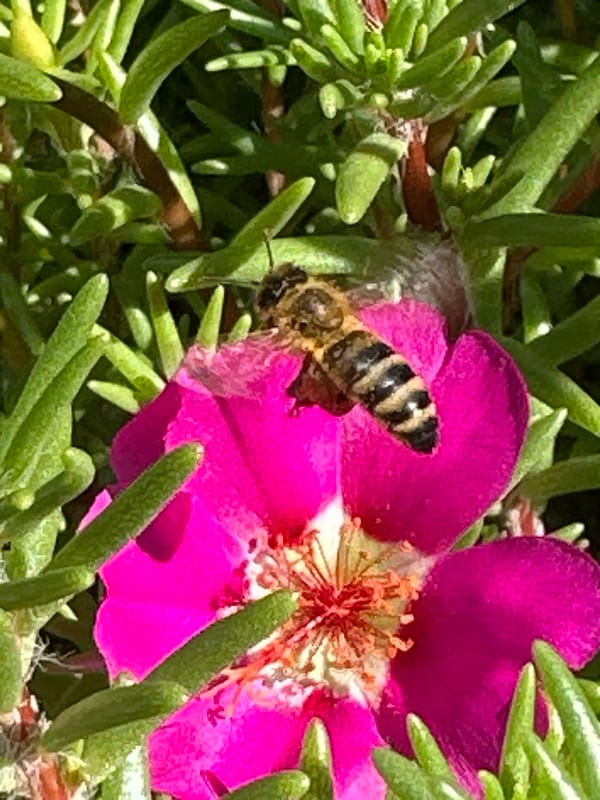 Bees foraging on garden flowers in Lobacheve, Ukraine