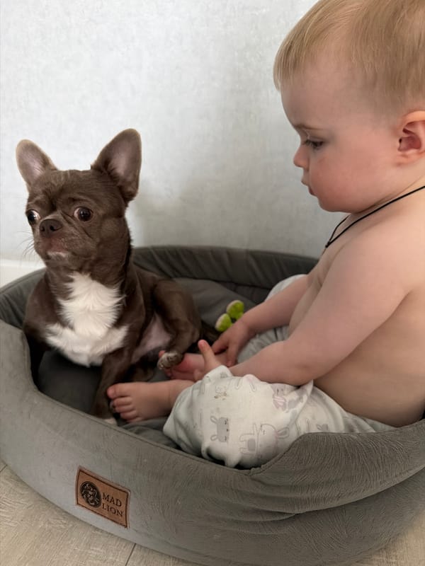 Toddler shares dog bed with Chihuahua during playtime in Russia
